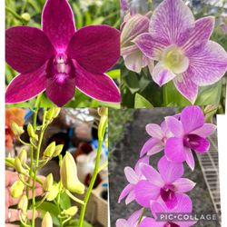 Dendrobium Hawaii orchid phong lan