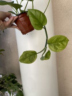 Lemon Meringue Pothos Plant 