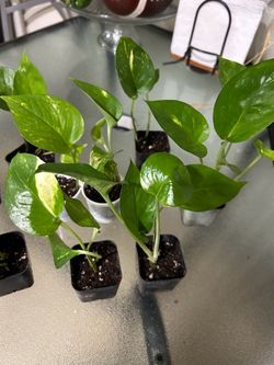 Small plants  2 each