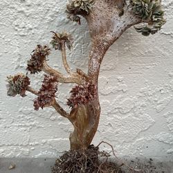 Mermaid Tail Crested old  sunbuster aeonium succulent $68 each or buy 2 get 1 free