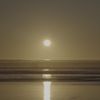 Pine_sole