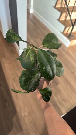 Hoya obovata variegated splash