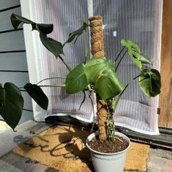 Monstera Plant + Pot