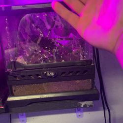 Indian Ornamental Spider Cage