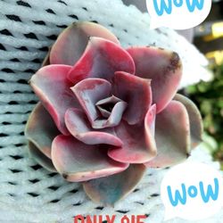 SUNDAY SUCCULENT AND PLANT SALE IN SAN LORENZO.  OVER A THOUSAND TO CHOOSE FROM