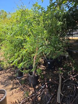 Willow trees