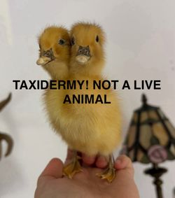 🐥TWO HEADED DUCKLING TAXIDERMY WEIRD ODDITY VINTAGE