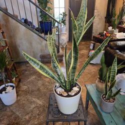 2  1/2 Ft Tall Sansevieria Snake Plant In 8in Ceramic Pot With Shells And Stones 