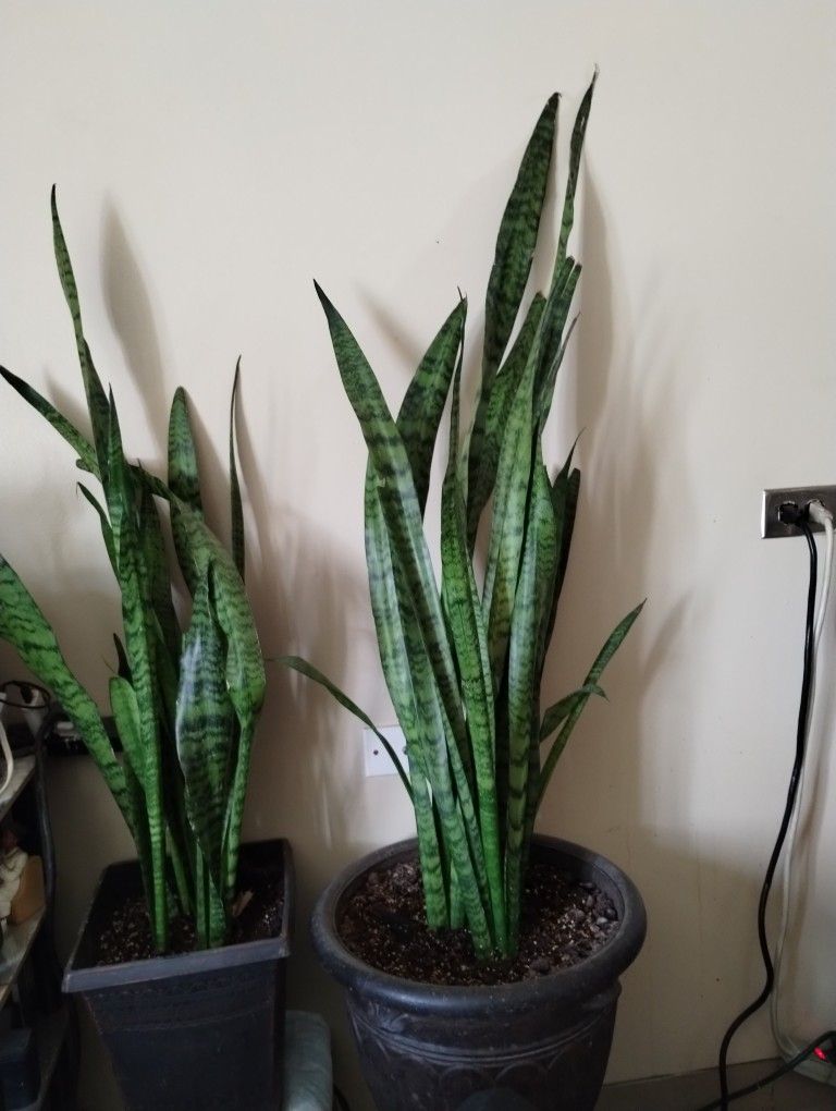 Snake Plants