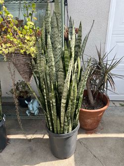 Snake Plants