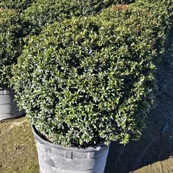 Japanese Blueberry topiary cones spiral balls pompom staring $50 and up 