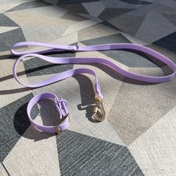 Dog Collar And Leash 