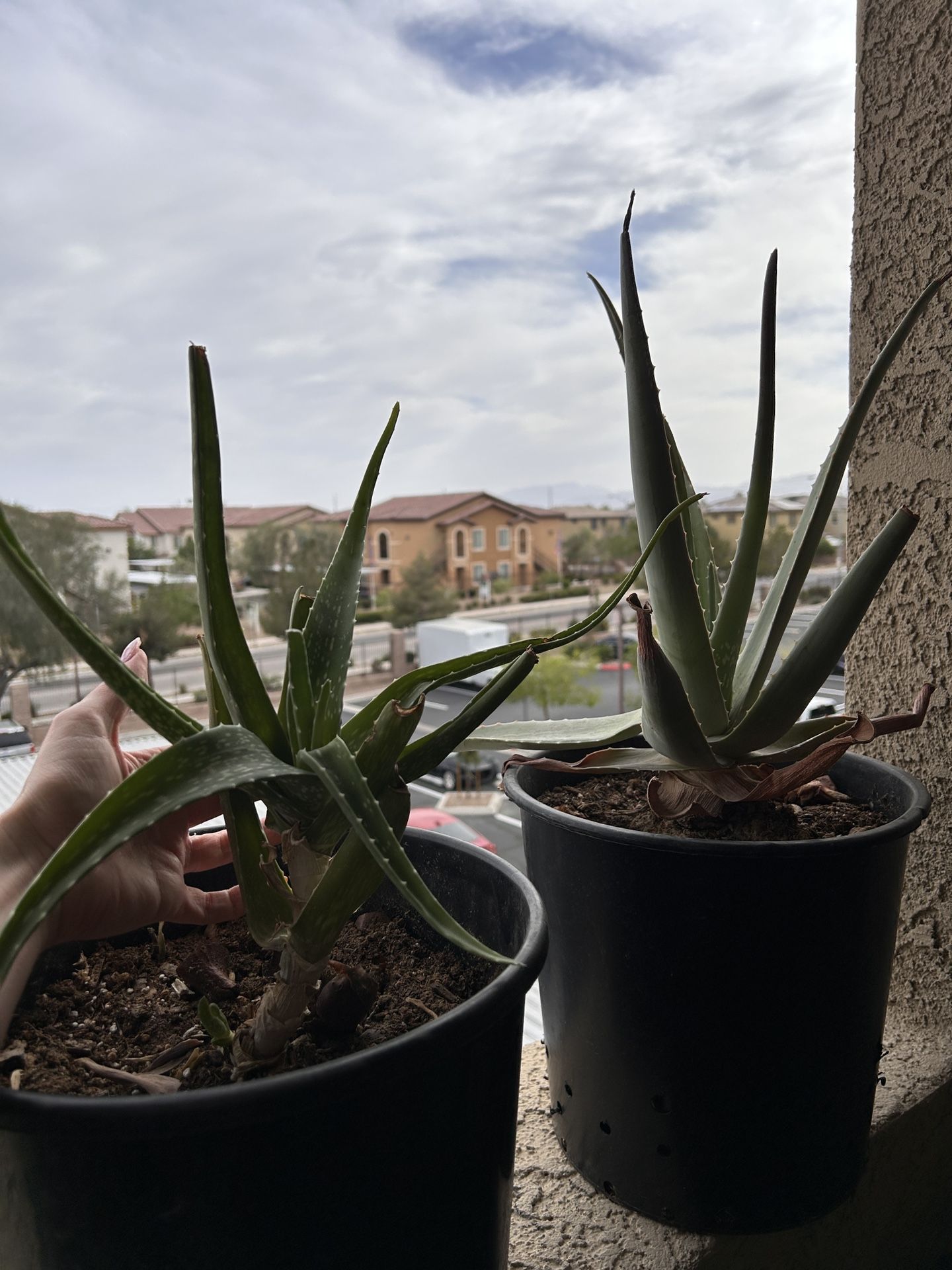 Two Big Aloe / Cacti / Succulents