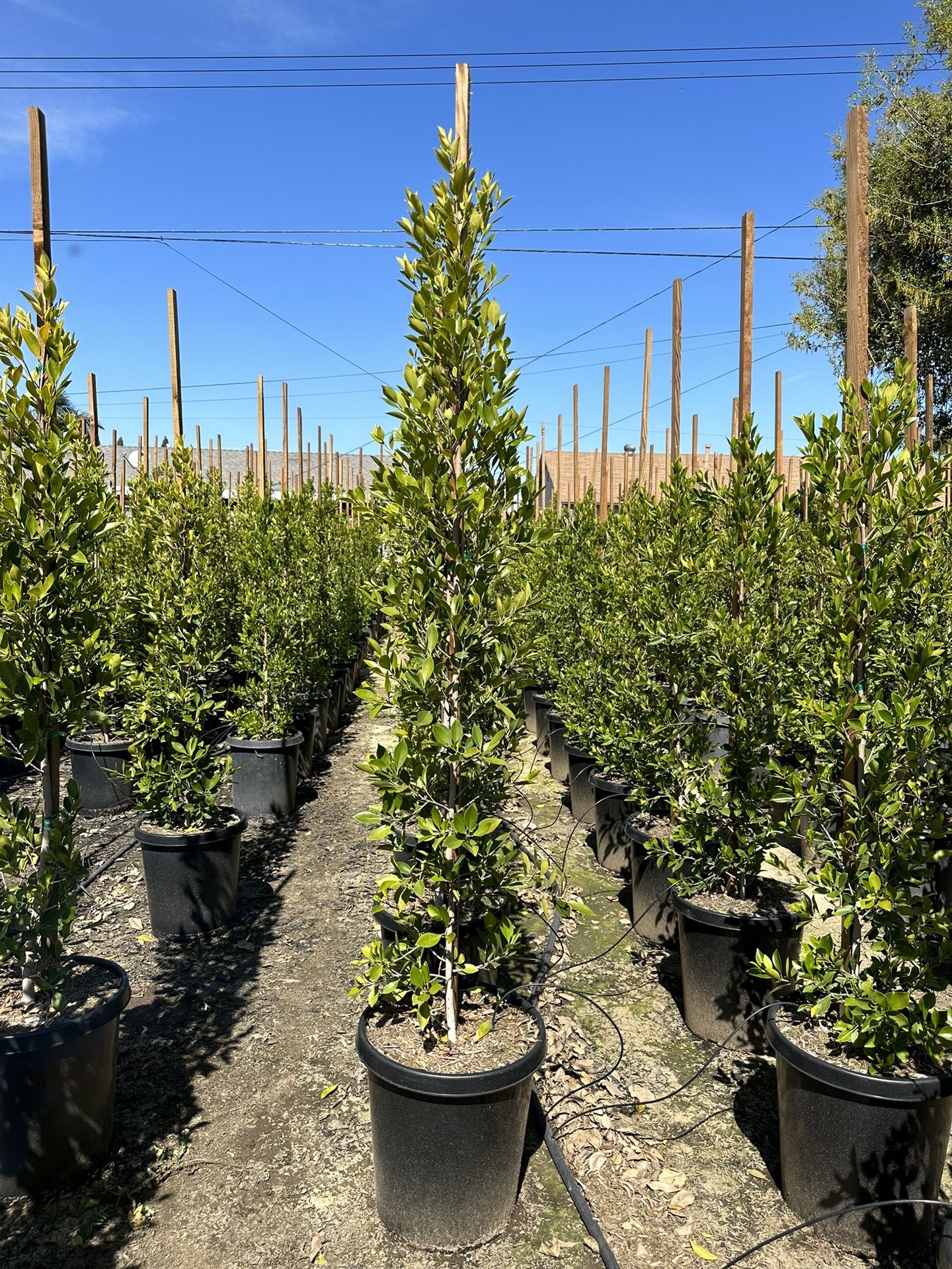 Ficus Nitida Privacy Hedge