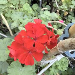 Red Geraniums Flower Plant 