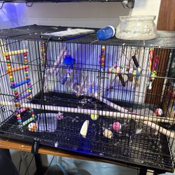 Bird Cage 