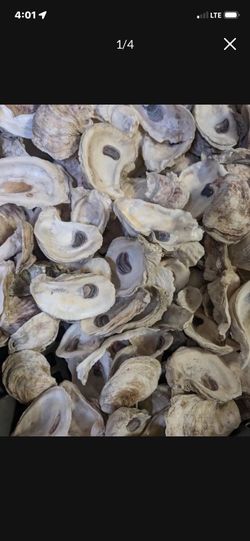 Real oyster shells.