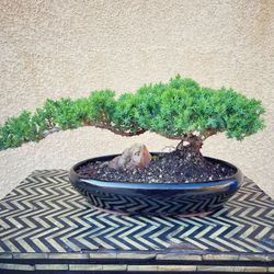 Juniper Bonsai Tree | Live Dwarf | Indoor/Outdoor | 100% Handcrafted| Home and Office Décor | Best Gift for Holiday