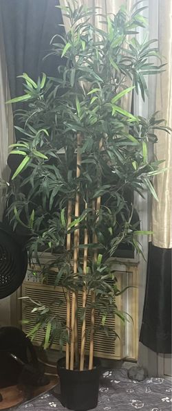 Bamboo plant