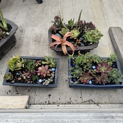 Potted succulent - $6 each