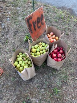 Free Apples - Not For Human Consumption