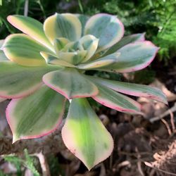Succulent Cuttings Only 