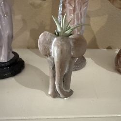 Live Air Plant With Stone Ish Elephant Pot (Please Read Full Description) 