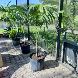 christmas palm adonidia merrillii (7 gallon)