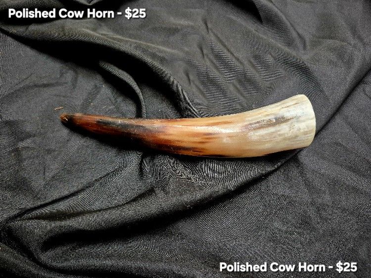 Polished Cow Horn Size Sm