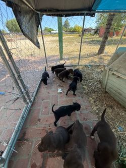 Dog kennel