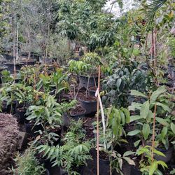 Fruit Trees From $50🥭🥑🍊