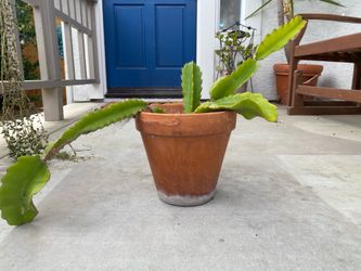 Dragon Fruit in Pot