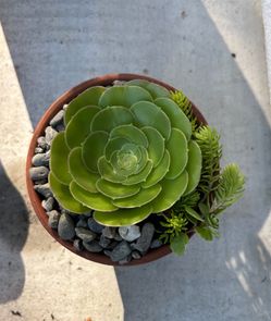 Succulent in 4 inch terracotta pot
