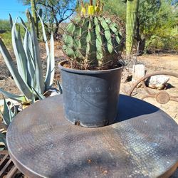 Cacti