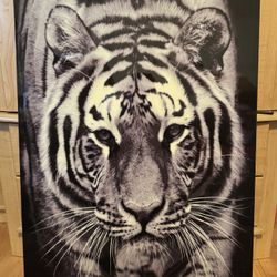 Tiger Framed Photograph