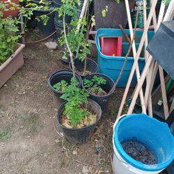 Moringa A 30 Cada Una