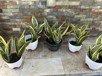 Plants For Sale