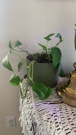 Pothos with Pot