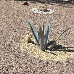 Agave Sale!