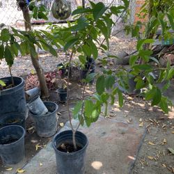 Guayaba Tree Appr. 6 FT TALL
