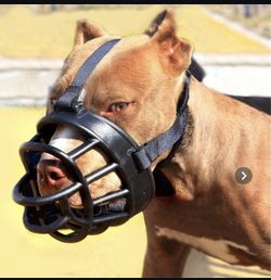 For  Big DOGS   Bosal 