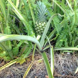 Pineapple plants $6.00 EACH, CASH. TEXT FOR PRICES. 