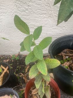 Pink guava plants