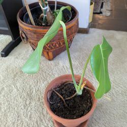 Monstera / Swiss Cheese Plant