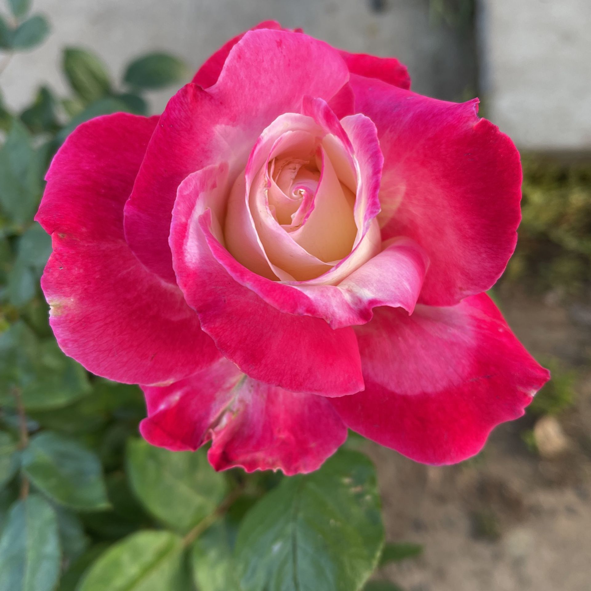 Rose Bush Plant Flower 