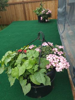 🌸Large Blooming Hanging Flower Baskets – Healthy & Unique –  🌸