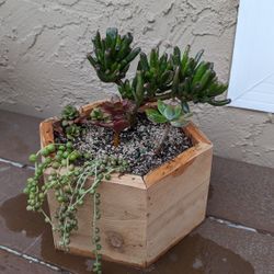 Succulent Exagonal Planter 