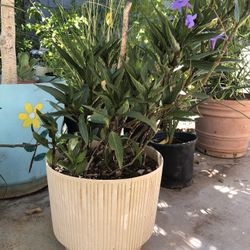 Mexican Petunia, also known as Ruellia simplex (or formerly Ruellia brittoniana)