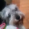 LOLA