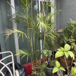 Bamboo Palm Tree 7’ tall